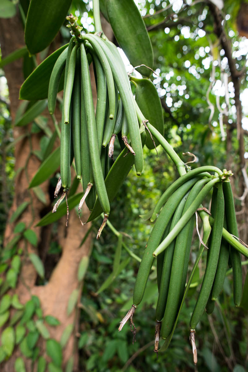 Description Image
